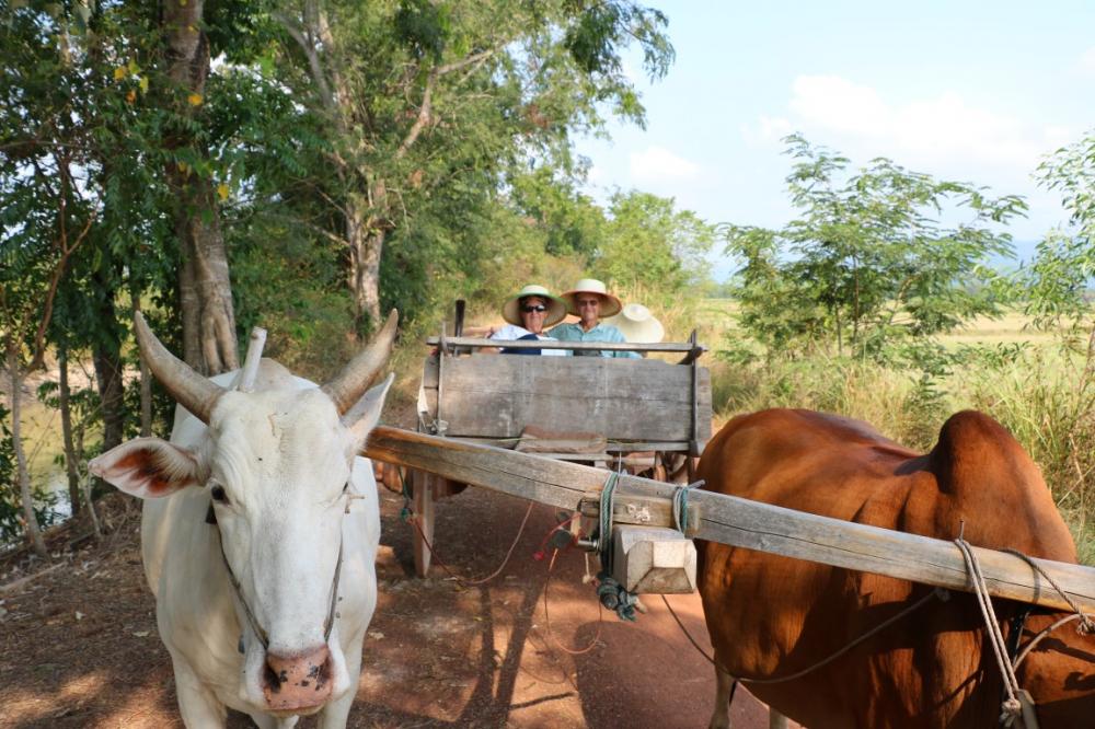 We booked a day excursion into more remote areas to get a feeling for how most of the country lives.  Most of the rice farmers still use oxen to work the fields.  And of course a few extra bhats to take tourists on a ride.